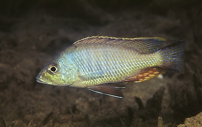 Otopharynx tetrastigma 'Thumbi East Island'